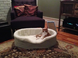 After I'm done being super cozy in this dog bed, I am going to scratch the shit out of that chair.