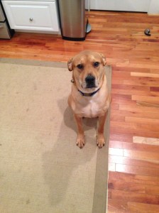 2,920 days straight of not letting the UPS man murder our entire family.