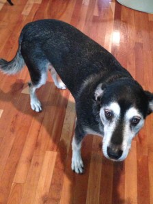 Could write a five-volume history of the canine justice system. Can't walk through half-open doors.